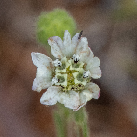 Hayfield Tarweed (Hemozonia congesta ssp. luzulifolia) (Detail, with Insect)