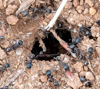 Harvester Ants (Veromessor andrei)