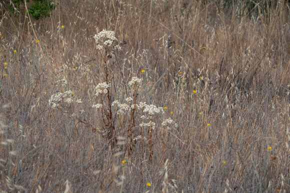 Green Everlasting (Pseudognaphalium califormicum)