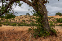 Poison Oak at Base of Valley Oak