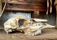 Skull in Greenhouse