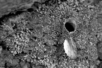 Turret Spider Nest in Monochrome