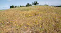 California Poppies (Eschscholzia californica) in Grassland