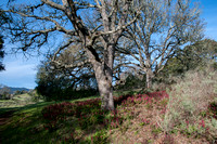 Indian Warrior (Pedicularis densiflora) beneath Valley Oaks (Quercus lobata)