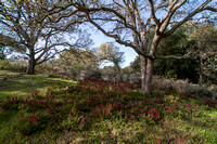 Indian Warrior (Pedicularis densiflora) beneath Oaks