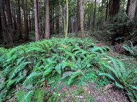 Ferns and Redwoods