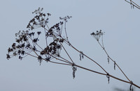 Dried Plant with Dewdrop