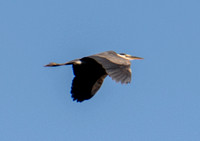 Great Blue Heron (Ardea herodias) in Flight