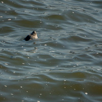 Harbor Seal?