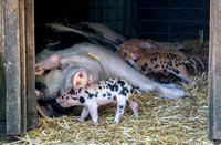 Sow with Spotted Piglets