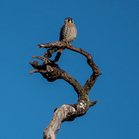 American Kestrel (Falco sparverius)