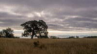 Lonely Valley Oak and View of Bay