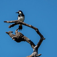 Acorn Woodpecker (Melanerpes formicivorus) Takes Over