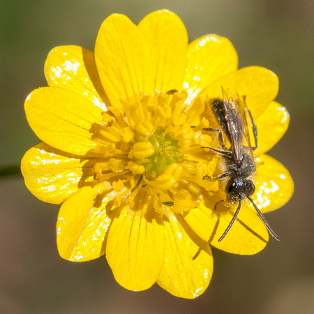 Native Bee on Buttercup