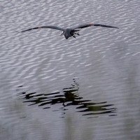 Great Blue Heron (Ardea herodias) Coming In for a Landing