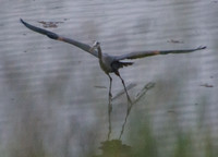 Great Blue Heron (Ardea herodias) Coming In for a Landing (3)