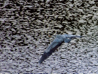 Great Blue Heron (Ardea herodias) in Flight (3)