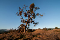 Phaenopepla Tree at Dawn
