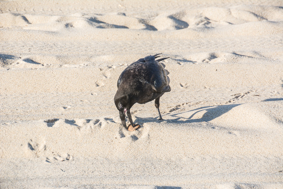 Raven on Beach