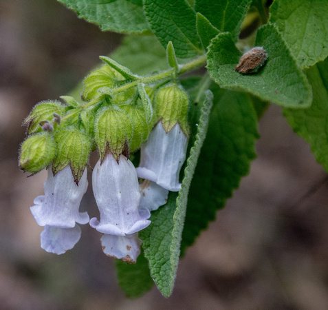 Pitcher Sage (Lepechinia calcina) in Bloom