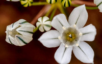 Flowers of Fremont's Star Lily (Zigadenus fremontii)