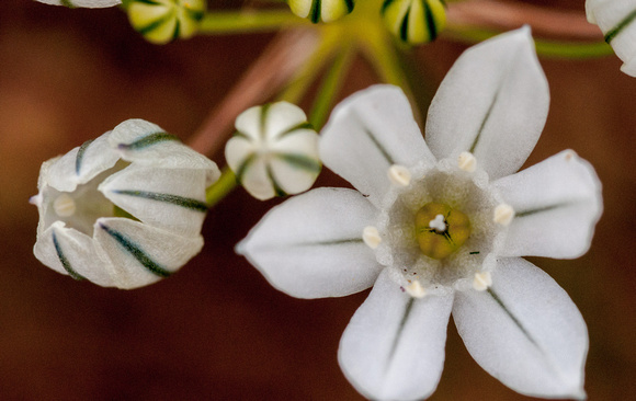 Flowers of Fremont's Star Lily (Zigadenus fremontii)
