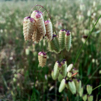 Rattlesnake Grass (Briza maxima)