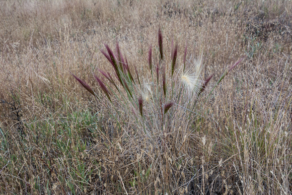 Big Squirreltail Grass (Elymus multisetus)