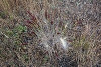 Big Squirreltail Grass (Elymus multisetus) (2)