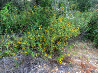 Sticky Monkeyflower (Mimulus aurantiacus var. aurantiacus) in Bloom