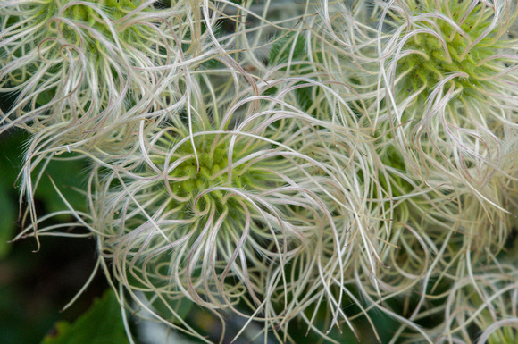 Flowers of Chaparral Clematis (C. lasiantha)