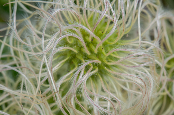 Flower of Chaparral Clematis (C. lasiantha) up Close