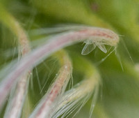 Insect on Flower of Chaparral Clematis (C. lasiantha) up Close
