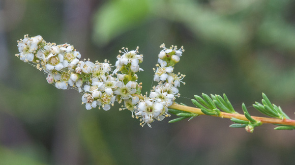 Blossoms of Chamise (Adenostoma fasciculatum)
