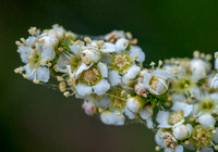 Blossoms of Chamise (Adenostoma fasciculatum) (Closer)