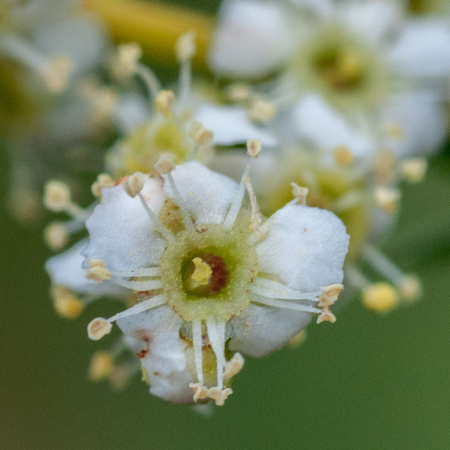 Individual blossom of Chamise (Adenostoma fasciculatum)