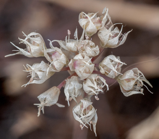 Flower of Narrow-leaved Onion (Allium amplectens) (?)