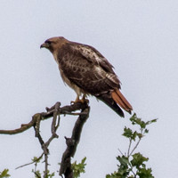 Red-tailed Hawk (Buteo jamaicensis) (4)