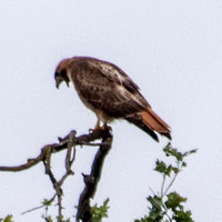 Red-tailed Hawk (Buteo jamaicensis) Calls (3)