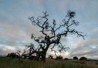"Phainopepla Tree" at Dawn