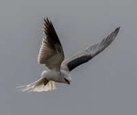 Searching White-tailed Kite (Elanus leucurus)