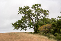 Valley Oak (Quercus lobata) with Toyon (Heteromeles arbutifolia) (Closer)