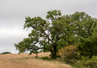 Valley Oak (Quercus lobata) with Toyon (Heteromeles arbutifolia) (3)