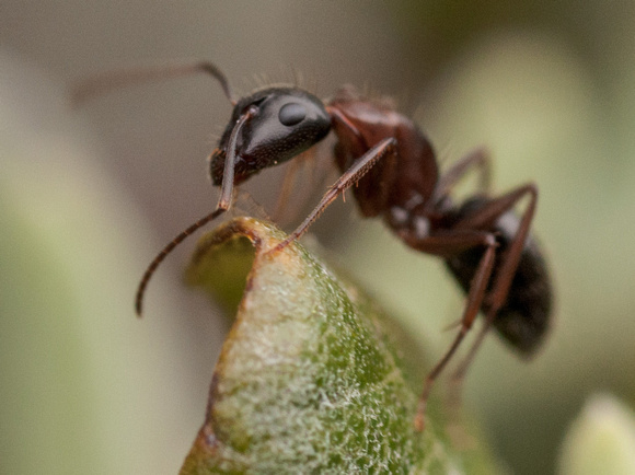 Carpenter Ant (Camponotus semitestaceous?)