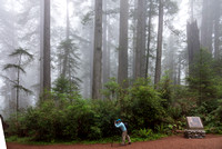 5/22-28/2022 Redwood Parks in Northern California