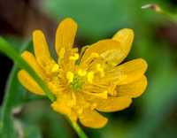 California Buttercup (Ranunculus californicus) Flower