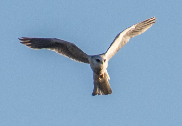 White-tailed Kite (Elanus leucurus), Kiting