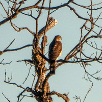 Cooper's Hawk (Accipiter cooperii) at Rest