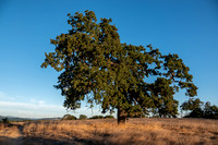 Lone Valley Oak (Quercus lobata) with Curious Buck