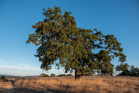 Lone Valley Oak (Quercus lobata) with Curious Buck